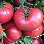 Dwarf Rosella Crimson_tomatofest.com
