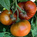 Dwarf Tasmanian Chocolate_tomatofest.com