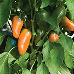 Pepper_Sweet_Johnny's Selected Seeds