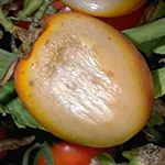 Tomato-SunscaldDamage-UCANR