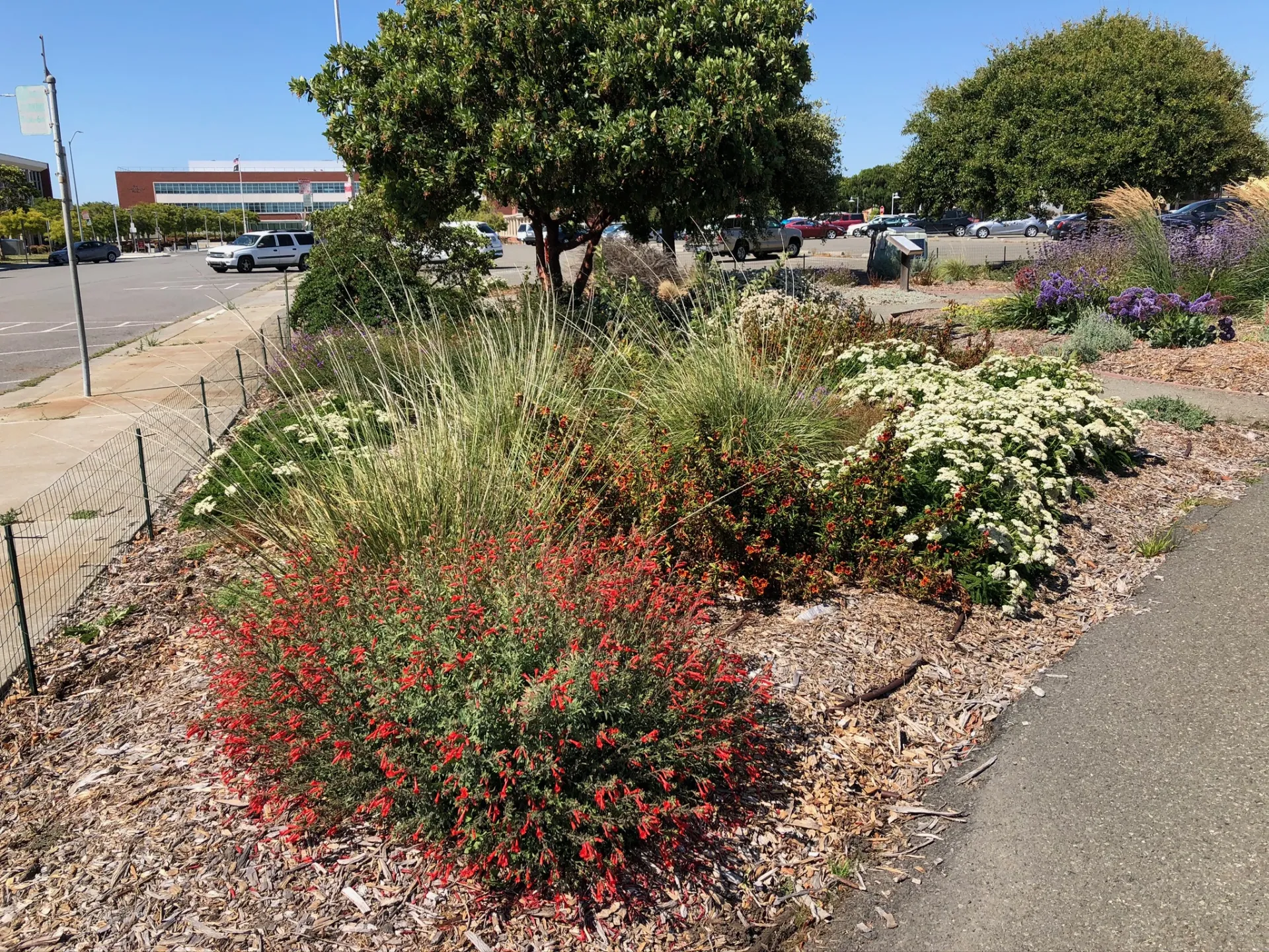 California Fushia at Richmond Dry Garden
