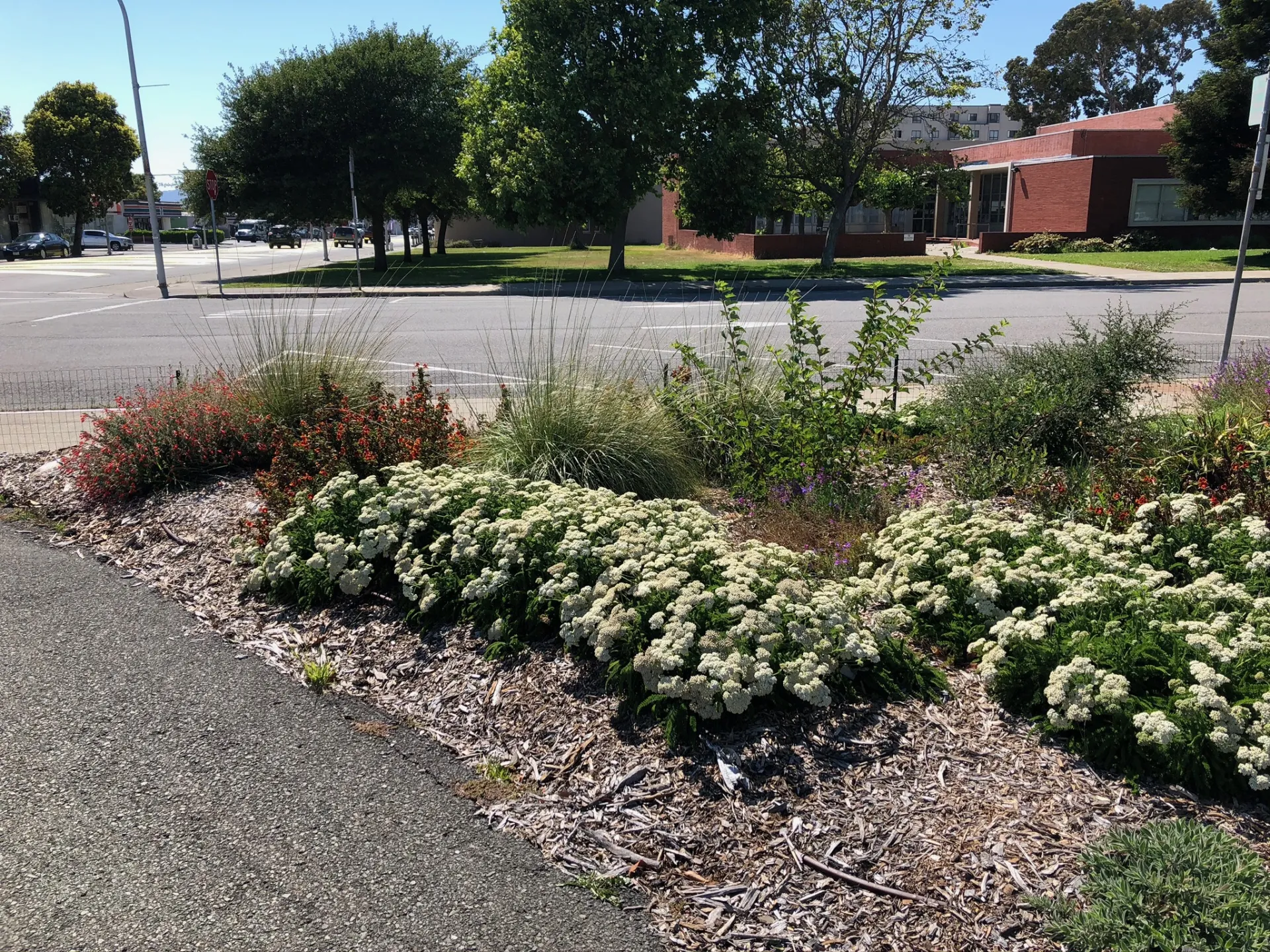 Richmond Dry Garden White Flowers