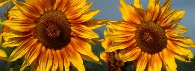 2025 Blog Banner