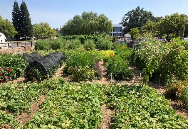 Our Garden Vegetable Beds Photo Courtesy Greg Letts