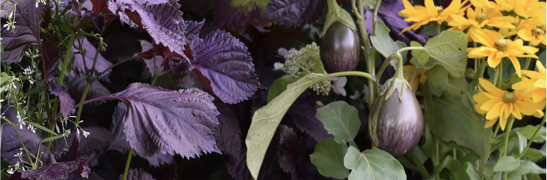Webinar_May_Landscaping with Edibles