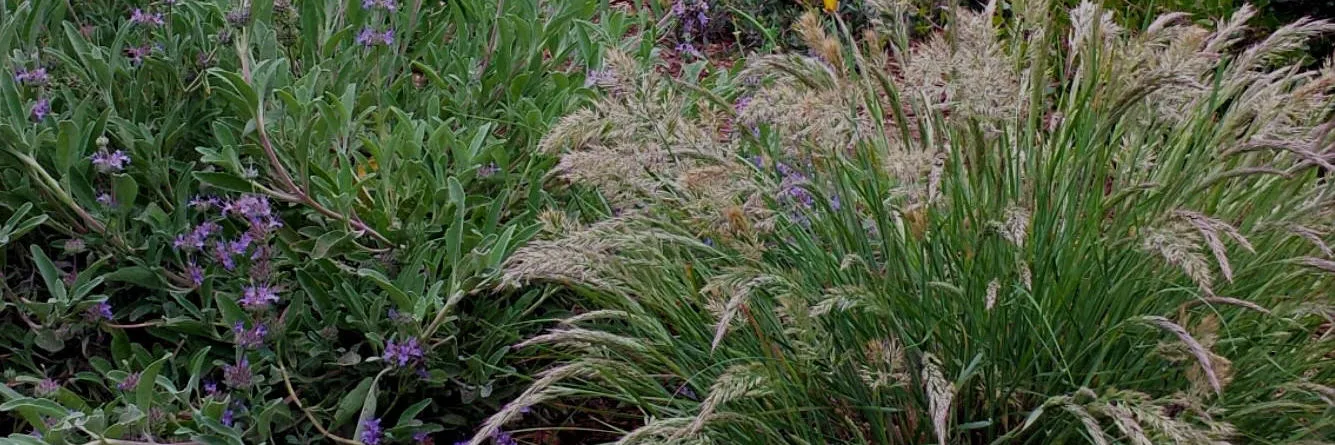 native plants